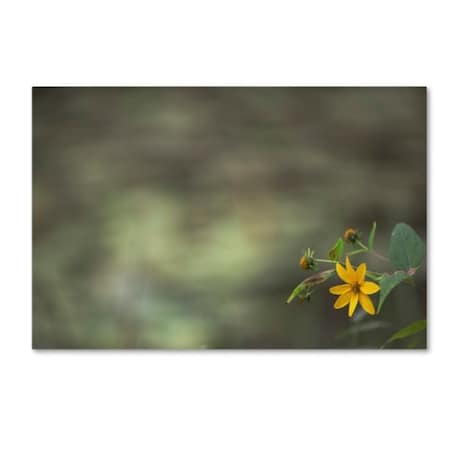 Kurt Shaffer 'Yellow Daisy Abstract' Canvas Art,12x19